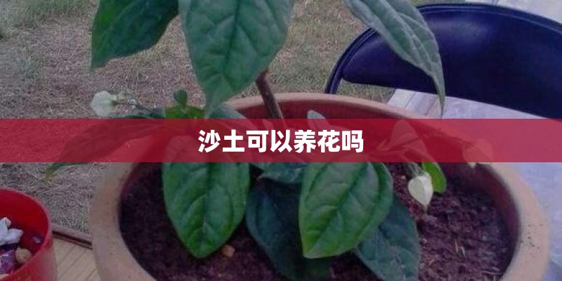 沙土可以养花吗