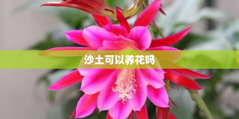沙土可以养花吗
