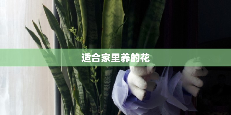 适合家里养的花