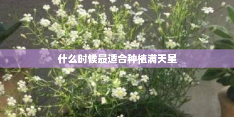 什么时候最适合种植满天星