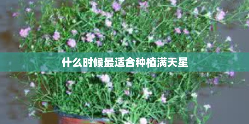 什么时候最适合种植满天星