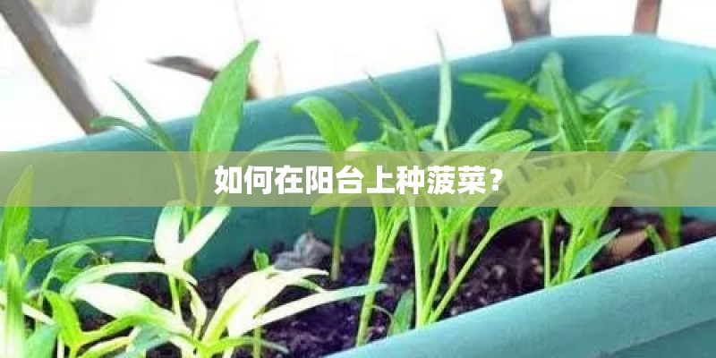 如何在阳台上种菠菜？