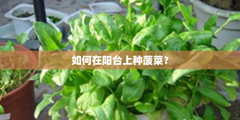如何在阳台上种菠菜？
