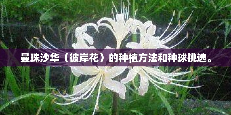 曼珠沙华（彼岸花）的种植方法和种球挑选。