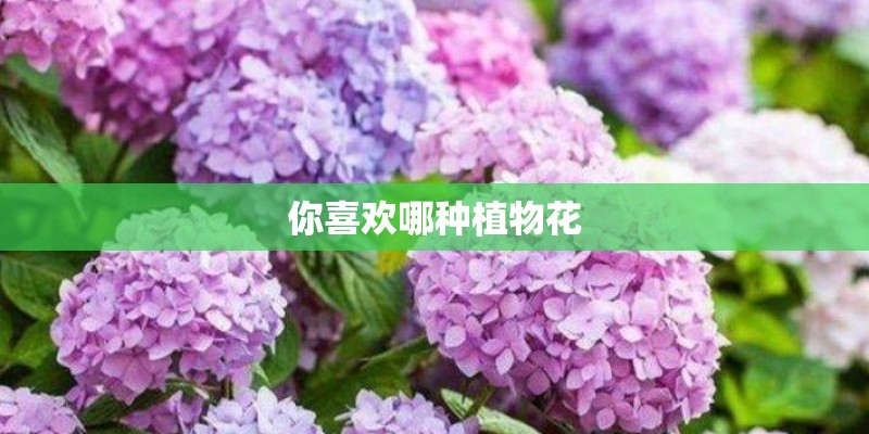 你喜欢哪种植物花