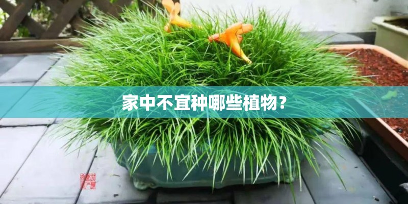 家中不宜种哪些植物？