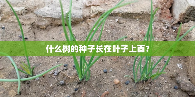 什么树的种子长在叶子上面？