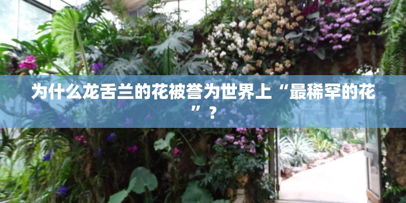 为什么龙舌兰的花被誉为世界上“最稀罕的花”？