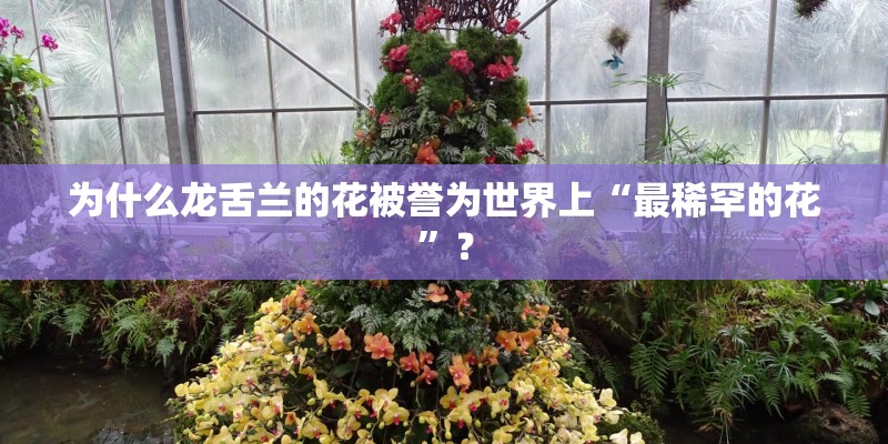 为什么龙舌兰的花被誉为世界上“最稀罕的花”？