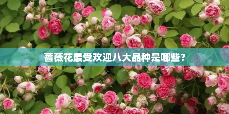 蔷薇花最受欢迎八大品种是哪些？