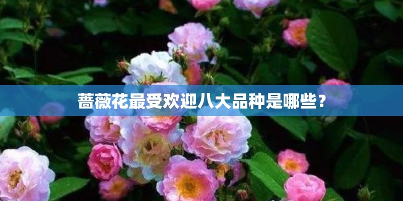 蔷薇花最受欢迎八大品种是哪些？