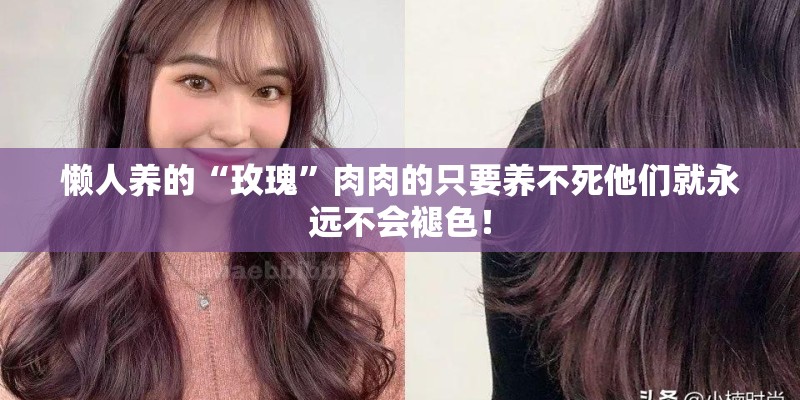 懒人养的“玫瑰”肉肉的只要养不死他们就永远不会褪色！