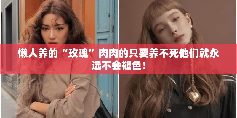 懒人养的“玫瑰”肉肉的只要养不死他们就永远不会褪色！