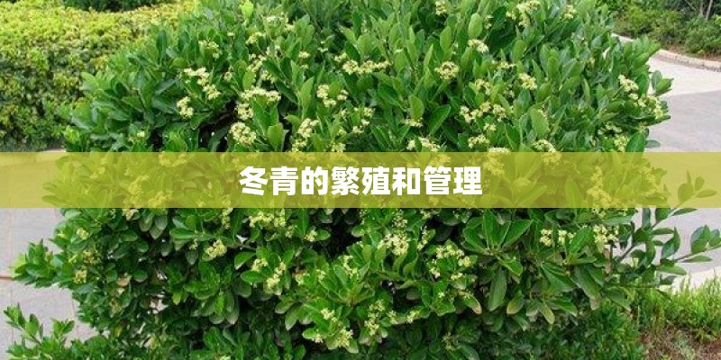 冬青的繁殖和管理