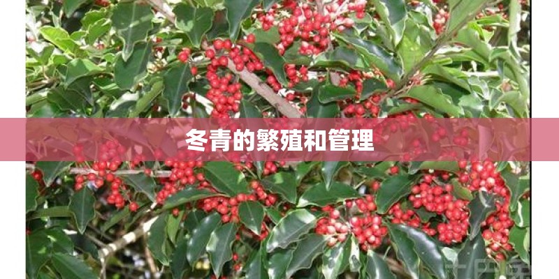 冬青的繁殖和管理