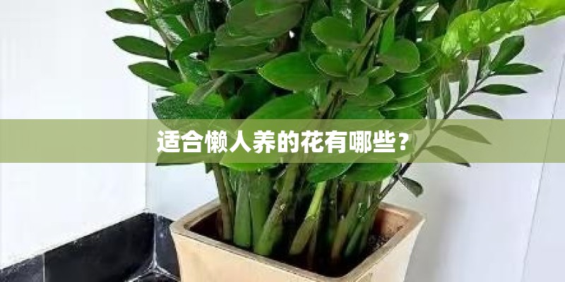 适合懒人养的花有哪些？