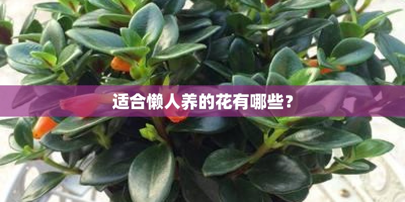 适合懒人养的花有哪些？