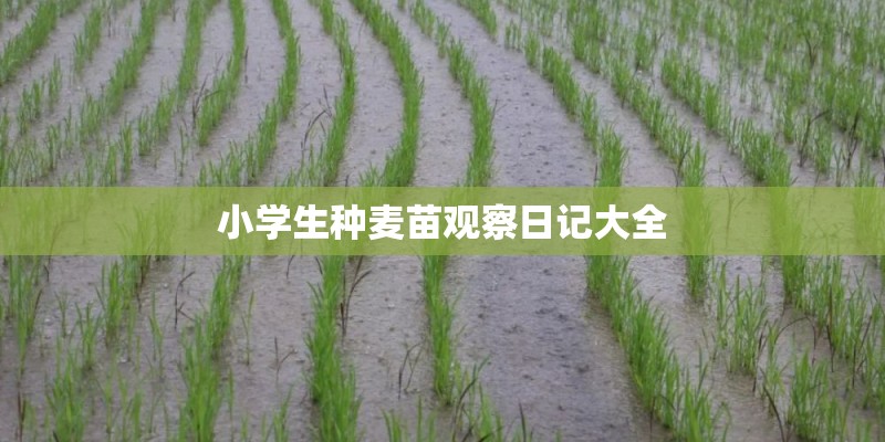 小学生种麦苗观察日记大全
