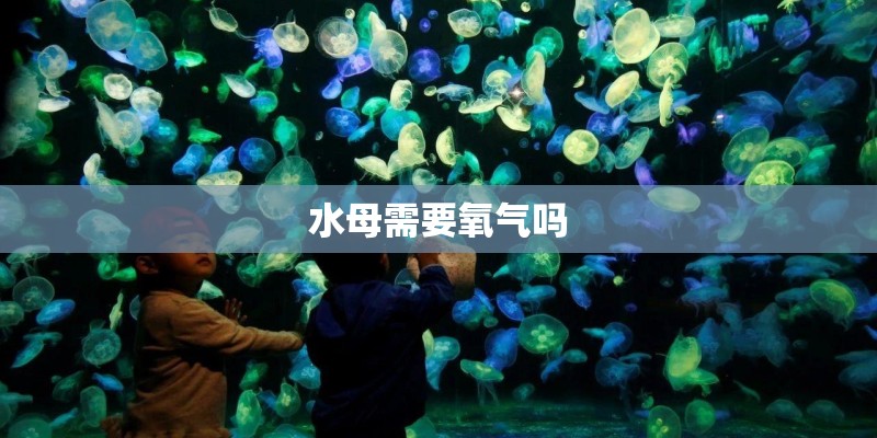 水母需要氧气吗