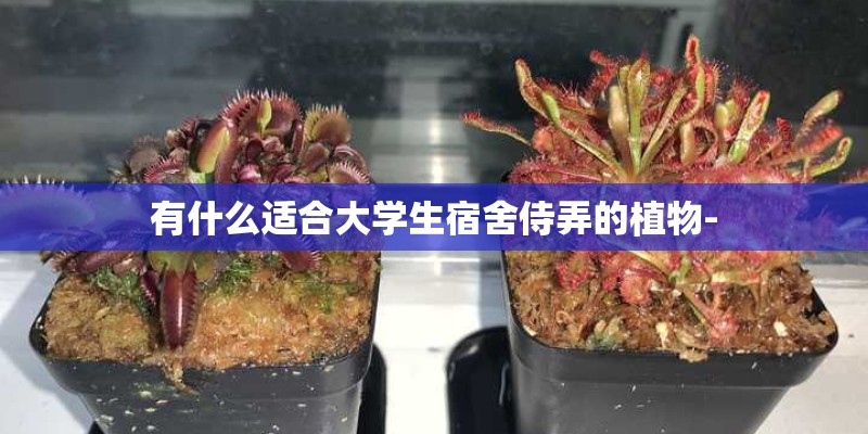 有什么适合大学生宿舍侍弄的植物-