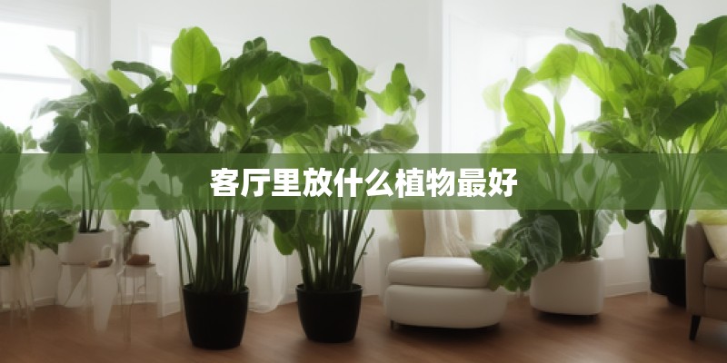 客厅里放什么植物最好