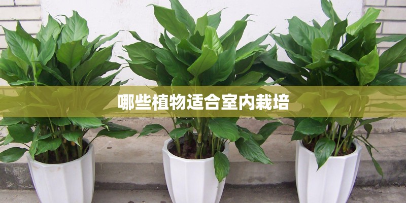 哪些植物适合室内栽培