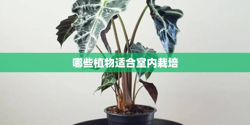 哪些植物适合室内栽培