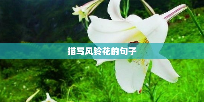 描写风铃花的句子