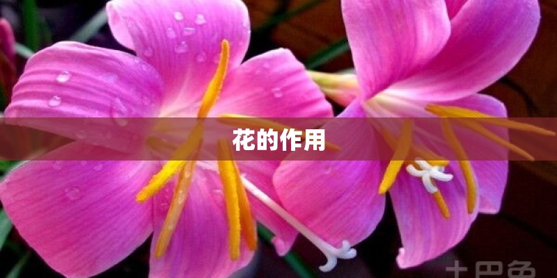 花的作用