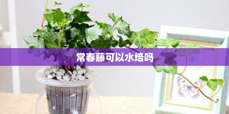 常春藤可以水培吗