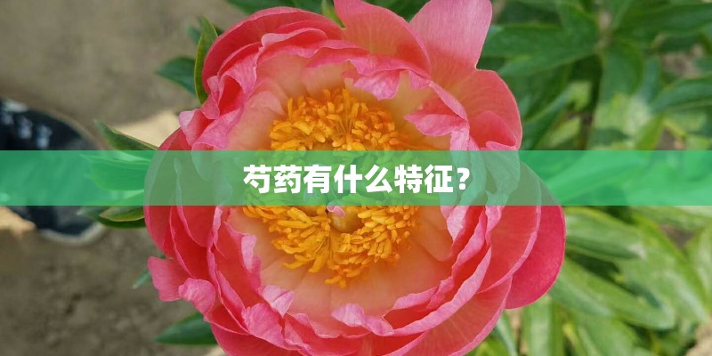 芍药有什么特征？