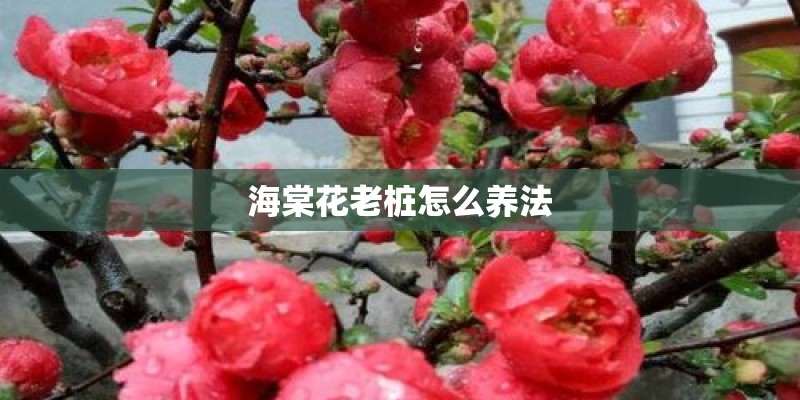 海棠花老桩怎么养法