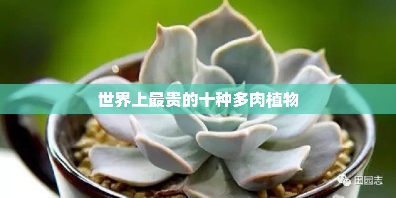 世界上最贵的十种多肉植物