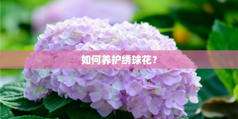 如何养护绣球花？