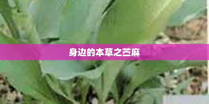 身边的本草之苎麻