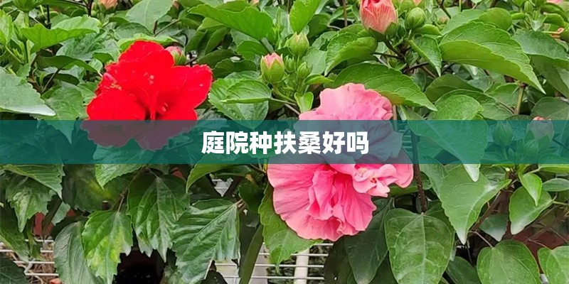 庭院种扶桑好吗