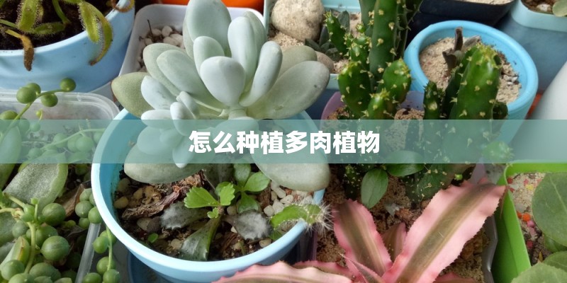 怎么种植多肉植物