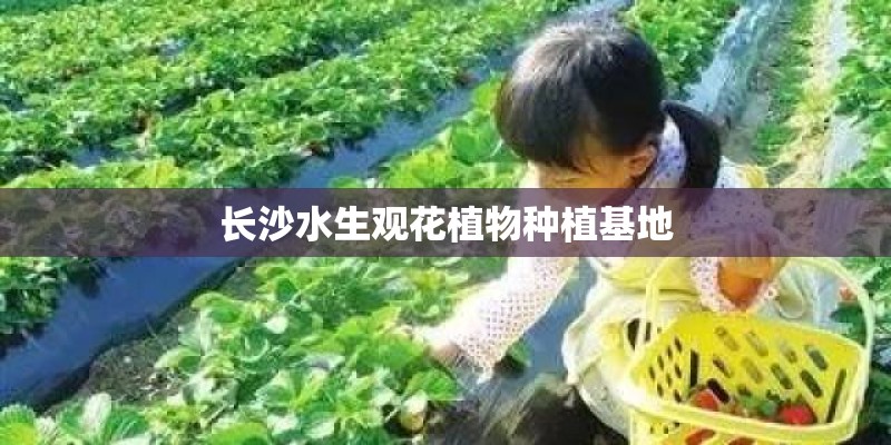 长沙水生观花植物种植基地 长沙水生观花植物种植基地