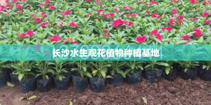 长沙水生观花植物种植基地 长沙水生观花植物种植基地