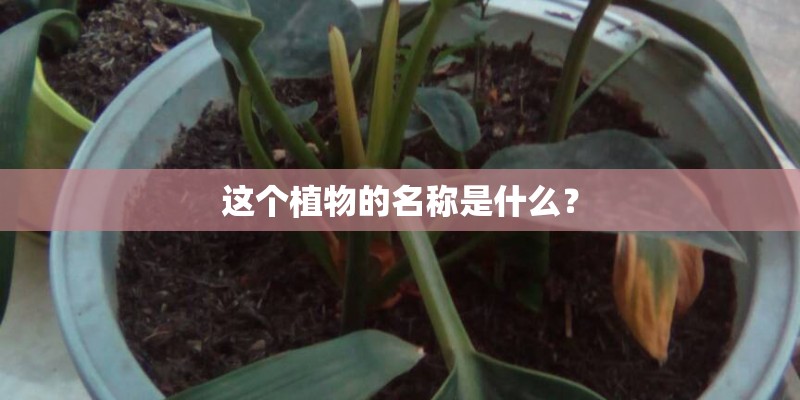 这个植物的名称是什么？