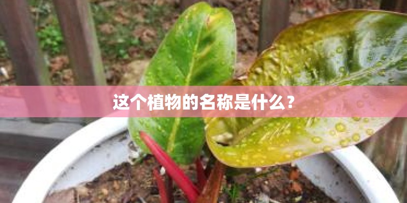 这个植物的名称是什么？