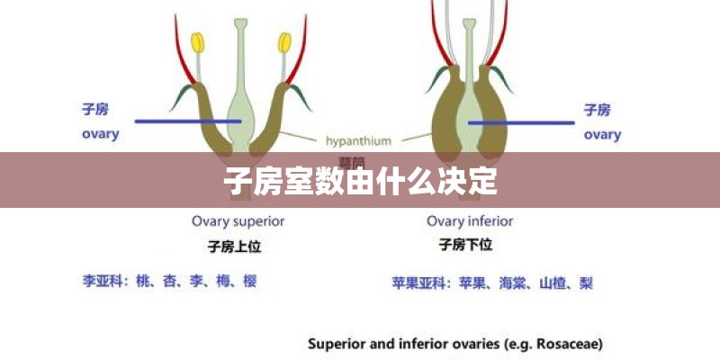 子房室数由什么决定