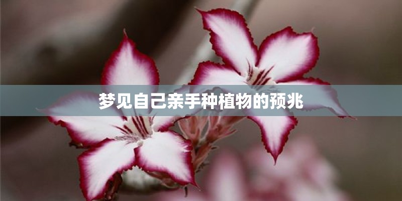 梦见自己亲手种植物的预兆