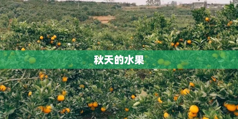秋天的水果