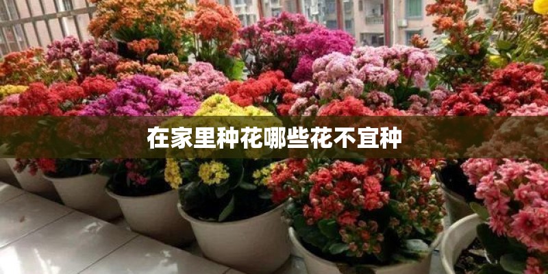 在家里种花哪些花不宜种