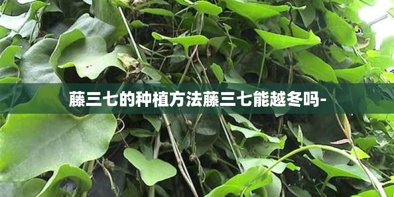 藤三七的种植方法藤三七能越冬吗-