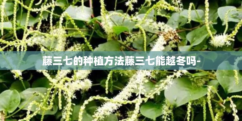藤三七的种植方法藤三七能越冬吗-