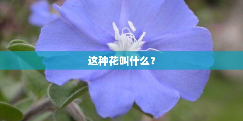 这种花叫什么？