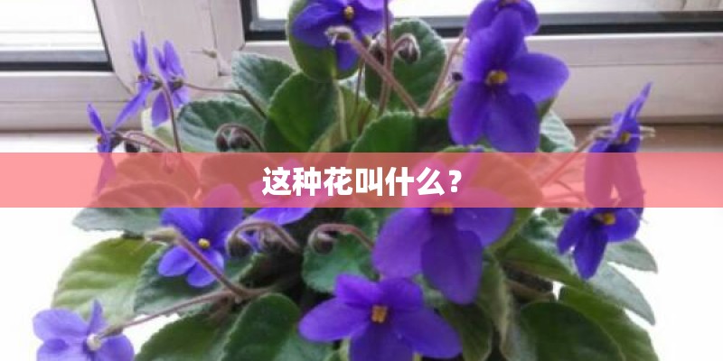 这种花叫什么？