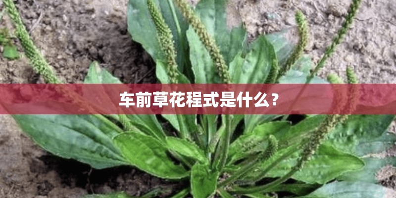 车前草花程式是什么？